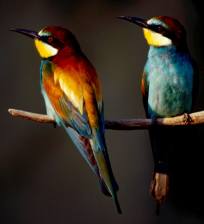 Gyurgyalag Gyurgyalag