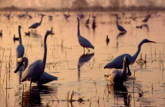 Nagy kócsagok és kanalas gémek (Egretta alba, Platalea leucorodia), Fotó: Antli István